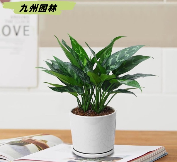 黑美人1