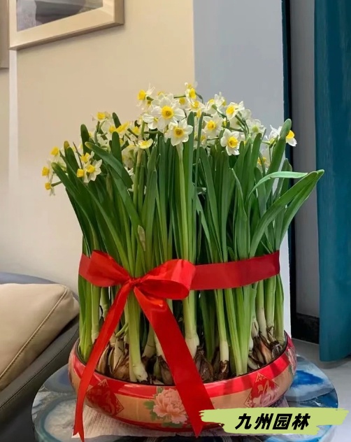 水仙花