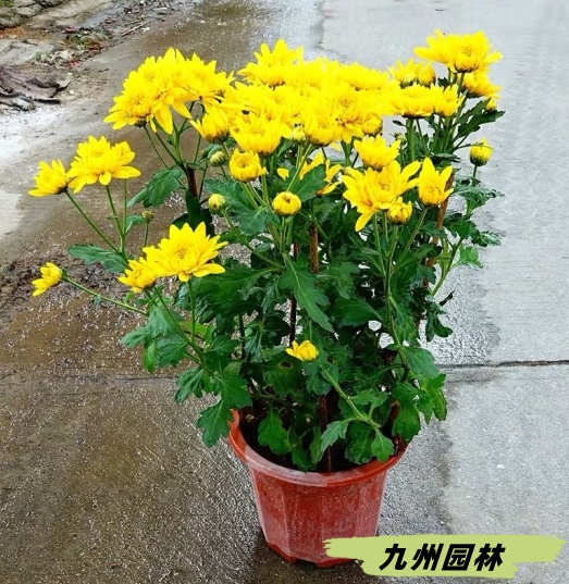 黄菊