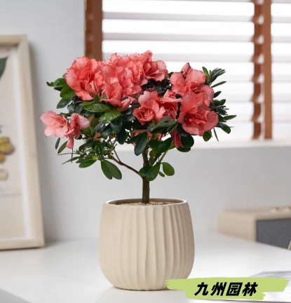 杜鹃