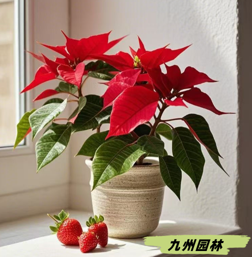 一品红