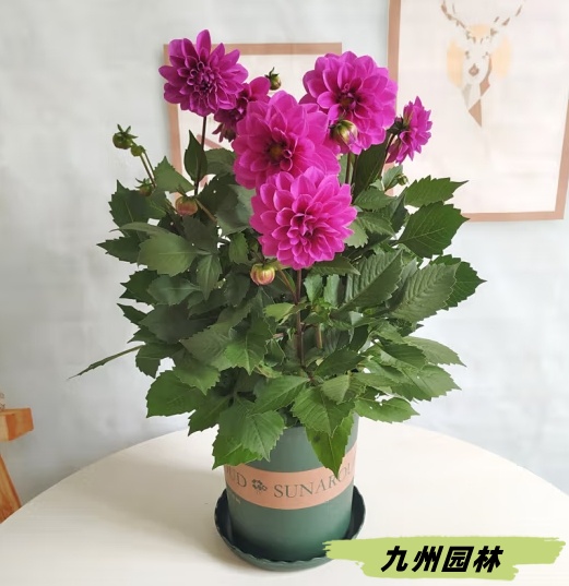 大丽花