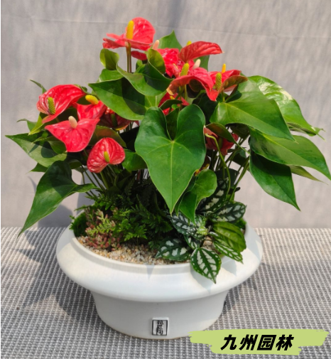 红掌组合